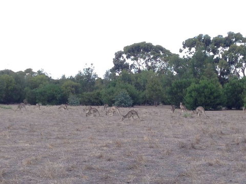 Koalas And Kangaroo In The Wild Tour From Melbourne - Attractions Brisbane 11