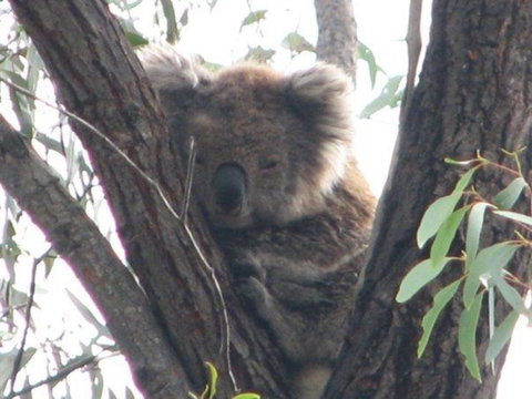 Koalas And Kangaroo In The Wild Tour From Melbourne - Attractions Brisbane 24