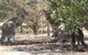 Koalas And Kangaroo In The Wild Tour From Melbourne - thumb 6