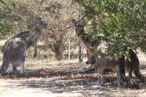 Koalas And Kangaroo In The Wild Tour From Melbourne - Attractions Brisbane 6