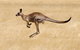 Koalas And Kangaroo In The Wild Tour From Melbourne - thumb 0
