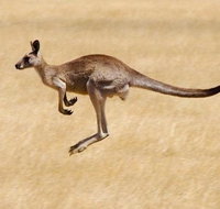 Koalas and Kangaroo in the Wild Tour from Melbourne - Attractions Brisbane