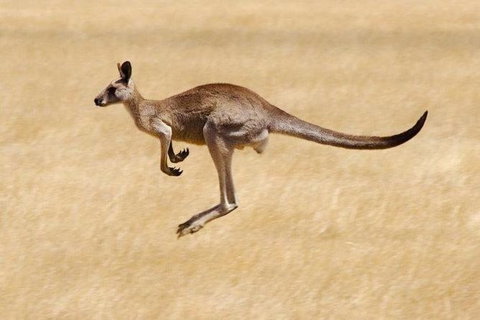 Koalas And Kangaroo In The Wild Tour From Melbourne - Attractions Brisbane 0