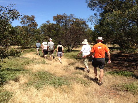 Koalas And Kangaroo In The Wild Tour From Melbourne - Attractions Brisbane 19