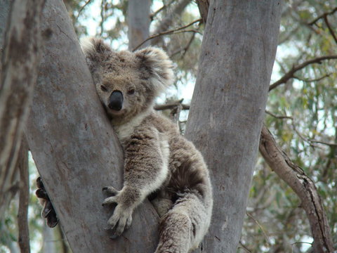 Koalas And Kangaroo In The Wild Tour From Melbourne - Attractions Brisbane 21