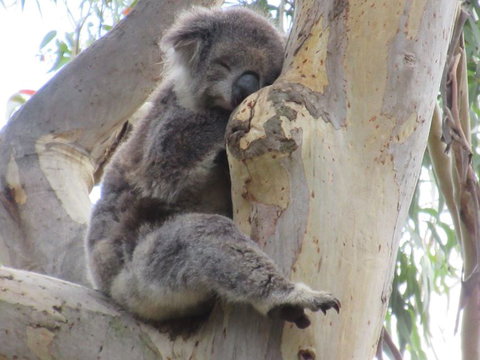 Koalas And Kangaroo In The Wild Tour From Melbourne - Attractions Brisbane 17