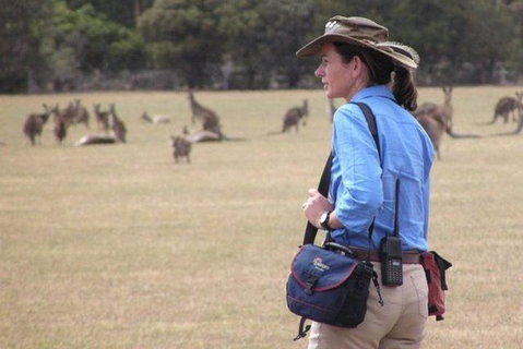 Koalas And Kangaroo In The Wild Tour From Melbourne - Attractions Brisbane 1