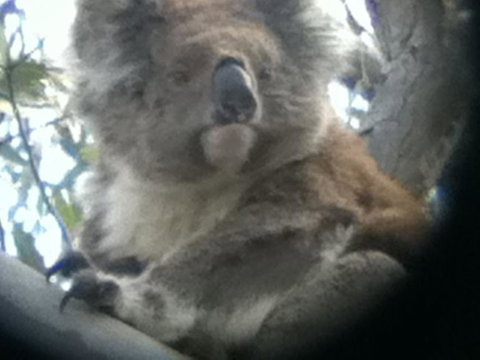 Koalas And Kangaroo In The Wild Tour From Melbourne - Attractions Brisbane 20