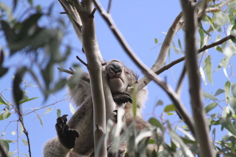 Koalas And Kangaroo In The Wild Tour From Melbourne - Attractions Brisbane 10