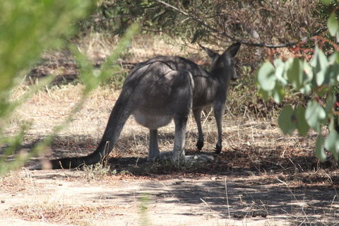Koalas And Kangaroo In The Wild Tour From Melbourne - Attractions Brisbane 3