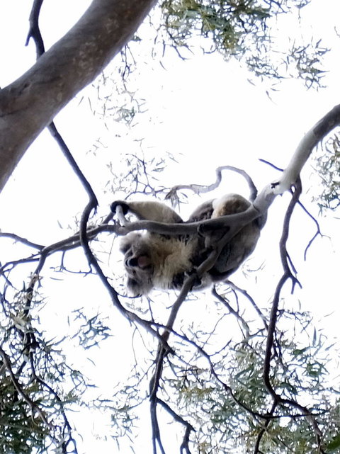 Koalas And Kangaroo In The Wild Tour From Melbourne - Attractions Brisbane 2