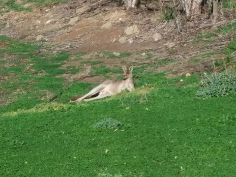 Koalas And Kangaroo In The Wild Tour From Melbourne - Attractions Brisbane 16