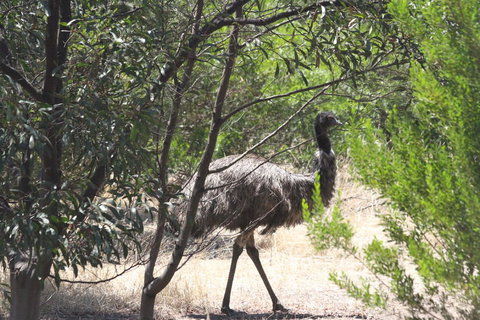 Koalas And Kangaroo In The Wild Tour From Melbourne - Attractions Brisbane 7