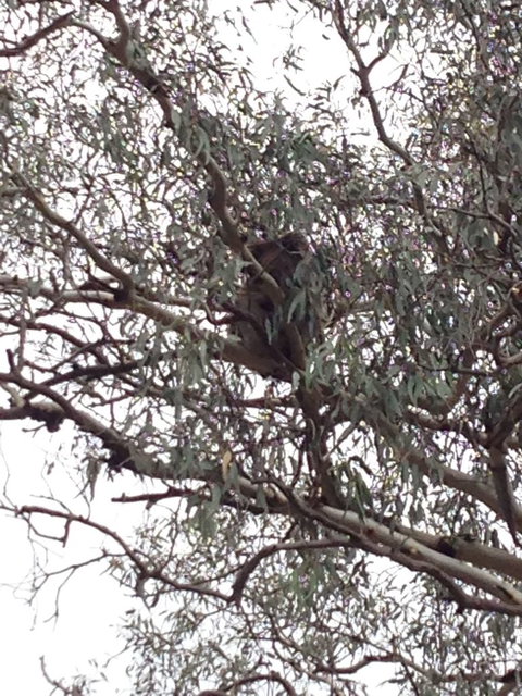 Koalas And Kangaroo In The Wild Tour From Melbourne - Attractions Brisbane 13