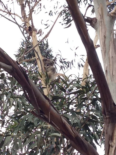 Koalas And Kangaroo In The Wild Tour From Melbourne - Attractions Brisbane 12