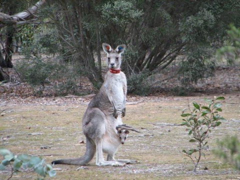 Koalas And Kangaroo In The Wild Tour From Melbourne - Attractions Brisbane 25