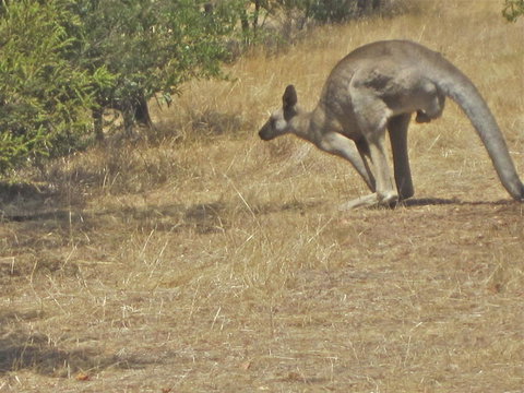 Koalas And Kangaroo In The Wild Tour From Melbourne - Attractions Brisbane 18