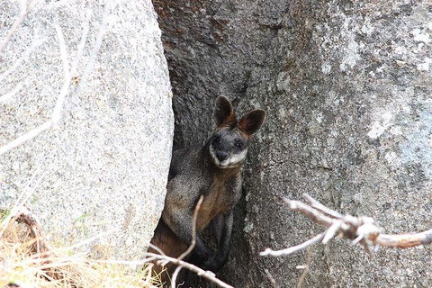 Koalas And Kangaroo In The Wild Tour From Melbourne - Attractions Brisbane 27