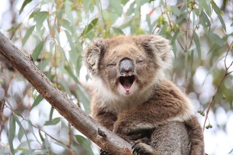 Koalas And Kangaroo In The Wild Tour From Melbourne - Attractions Brisbane 28