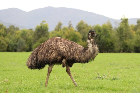 Koalas And Kangaroo In The Wild Tour From Melbourne - Attractions Brisbane 29