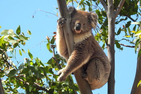 Koalas And Kangaroo In The Wild Tour From Melbourne - Attractions Brisbane 31