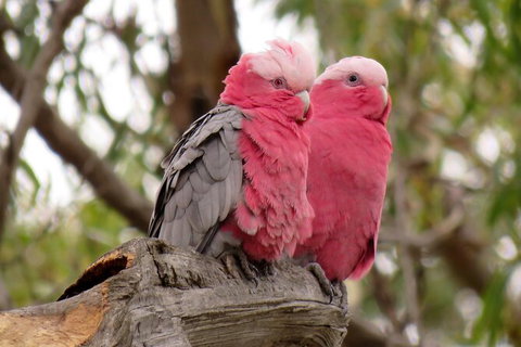 Koalas And Kangaroo In The Wild Tour From Melbourne - Attractions Brisbane 35