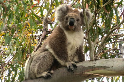 Koalas And Kangaroo In The Wild Tour From Melbourne - Attractions Brisbane 34