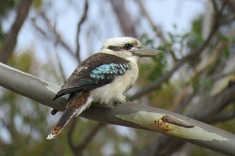 Koalas And Kangaroo In The Wild Tour From Melbourne - Attractions Brisbane 33