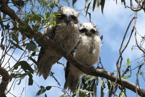 Koalas And Kangaroo In The Wild Tour From Melbourne - Attractions Brisbane 36