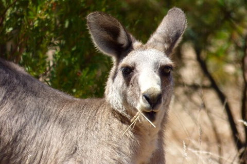 Koalas And Kangaroo In The Wild Tour From Melbourne - Attractions Brisbane 32