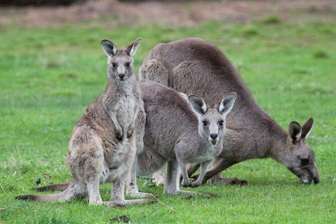 Koalas And Kangaroo In The Wild Tour From Melbourne - Attractions Brisbane 38