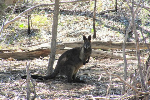 Koalas And Kangaroo In The Wild Tour From Melbourne - Attractions Brisbane 37