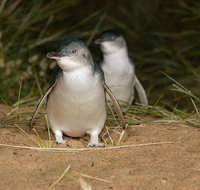 Express Expedition to Phillip Island Penguin Wildlife Encounter Evening Tour - Attractions Brisbane