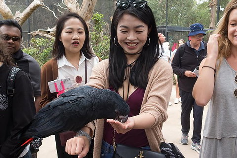 Puffing Billy, Moonlit Sanctuary & Penguins Day Tour - Attractions Brisbane 0