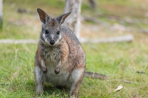 Puffing Billy, Moonlit Sanctuary & Penguins Day Tour - Attractions Brisbane 16