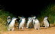 Puffing Billy, Moonlit Sanctuary & Penguins Day Tour - thumb 12