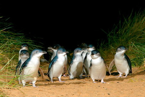Puffing Billy, Moonlit Sanctuary & Penguins Day Tour - Attractions Brisbane 12
