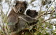 Puffing Billy, Moonlit Sanctuary & Penguins Day Tour - thumb 8