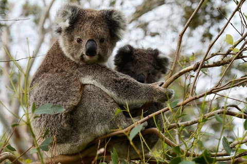 Puffing Billy, Moonlit Sanctuary & Penguins Day Tour - Attractions Brisbane 8