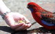 Puffing Billy Train With Optional Penguin Parade Or Melbourne City Tour - thumb 1