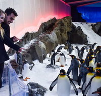 Penguin Passport at SEA LIFE Melbourne Aquarium - Attractions Brisbane