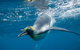 Penguin Passport At SEA LIFE Melbourne Aquarium - thumb 1