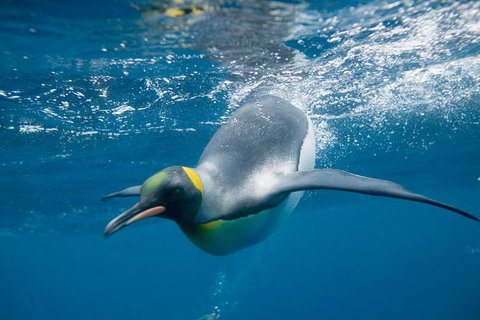 Penguin Passport At SEA LIFE Melbourne Aquarium - Attractions Brisbane 1