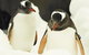 Penguin Passport At SEA LIFE Melbourne Aquarium - thumb 6