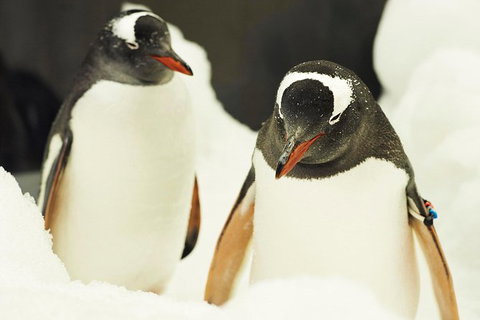 Penguin Passport At SEA LIFE Melbourne Aquarium - Attractions Brisbane 6