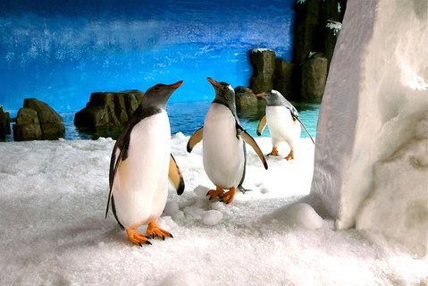 Penguin Passport At SEA LIFE Melbourne Aquarium - Attractions Brisbane 5