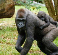 Melbourne Zoo General Entry Ticket - Attractions Brisbane