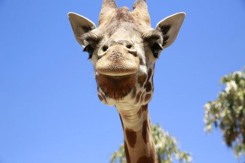 Melbourne Zoo General Entry Ticket - Attractions Brisbane 1