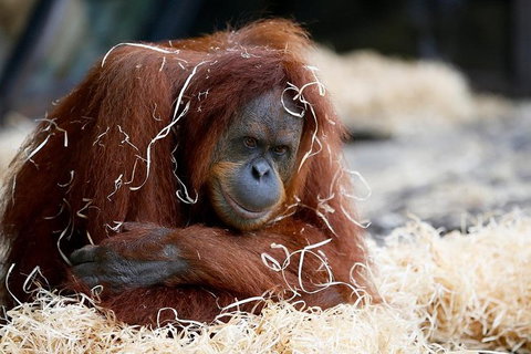 Melbourne Zoo General Entry Ticket - Attractions Brisbane 3