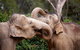 Melbourne Zoo General Entry Ticket - thumb 6